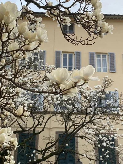 Maison Deco - Timeless elegance – 照片 9